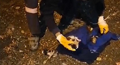 Vicdansızlar çöpe attı!