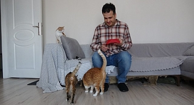 Yaralı kedilere bebek gibi bakıyor