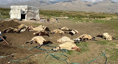 Yediklerinden zehirlenip şiştiler! 40 koyun telef oldu!