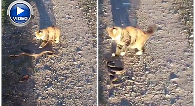Yılanı işte böyle mağlup etti!