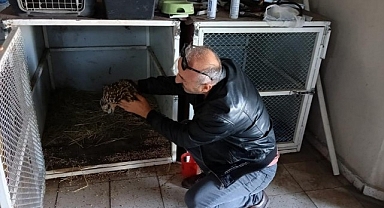 Yol kenarında yaralı halde bulundu!