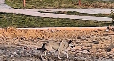 Yolunu kaybedince şehir merkezine indi!