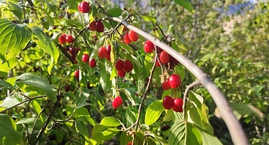 Zayıflamak isteyenlere kızılcık önerisi   