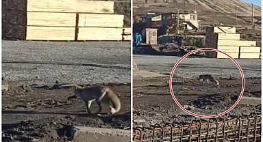 Aç kalınca şehre indi!