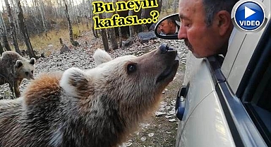 Ağzıyla ayıya şeker yedirdi!
