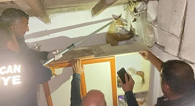 Apartmanın çatısında mahsur kaldı!