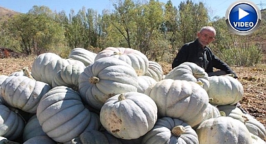 Ata tohumuyla üretti, şimdi satışta!