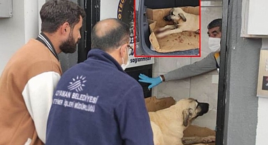 Av tüfeğiyle vurulan köpek yaşam mücadelesi veriyor