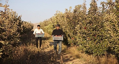 Bahçesinden tonlarca verim aldı