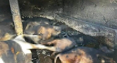 Çıkan yangında telef oldular