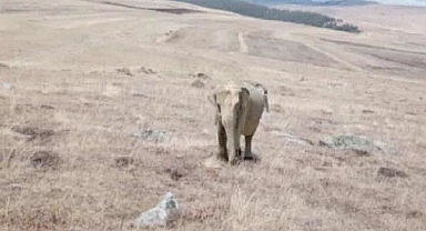 Çobanın iddiası ortalığı karıştırdı! Jandarma didik didik fil aradı