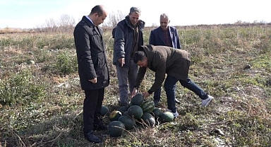 Doğu'nun Çukurovası'nda siyah karpuz hasadı!