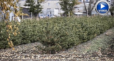 Erzurum'da binlerce fidan toprakla buluşuyor!