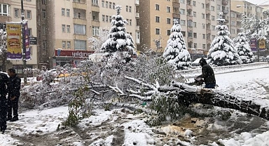 Erzurum'da kar esareti! Onlarca ağaç kırılarak devrildi