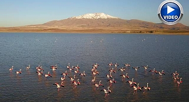 Flamingoların son dansı