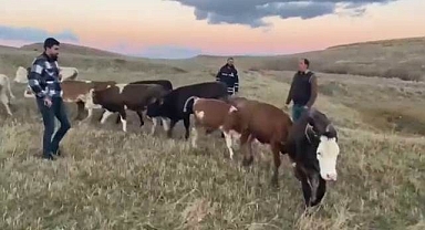 Hayvan hırsızlarına geçit yok!