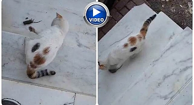 İki köpeğe kafa tutmuştu, fareyi gafil avladı!