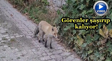 İlçeyi mesken tuttu!