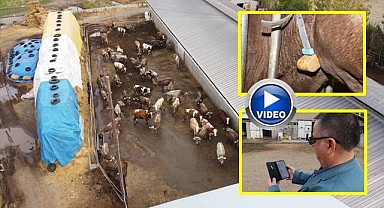 İneğin kızgınlık anı bakın nasıl anlaşılıyor