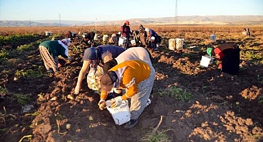 Kadınların hasat mesaisi sürüyor!