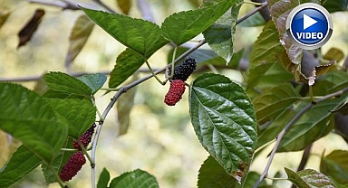 Kasım ayında meyve verdi