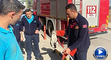 Kedinin yardımına itfaiye ekipleri koştu