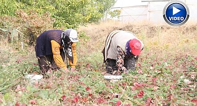 Kilosu 50 liradan alıcı buluyor!