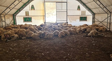Kurt saldırısı yüzlerce hayvanı telef etti!