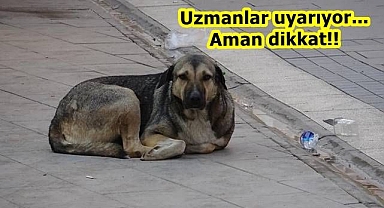 Kuduz hastalığı ölümcül olabilir