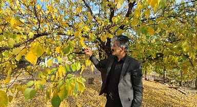 Meyve veren ağaçlarıyla dertleşiyor...