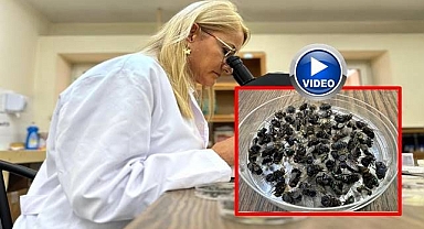 Sır ölümlerin ipuçlarını 'sinekler' ve 'böcekler' veriyor