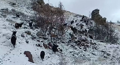 Sürünün kar ve tipide zor anları