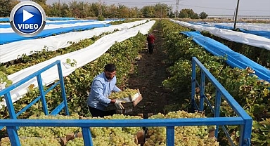 Üzüm bağları mavi beyaz örtüyle kaplandı
