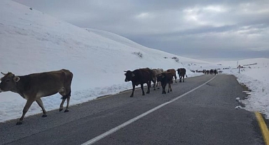 Yaylacıların kara kışta zorlu yolculuğu!