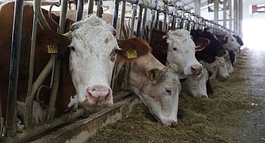 PELET SIĞIR BESİ GELİŞTİRME YEMİ SATIN ALINACAKTIR