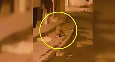 Aç kalınca çareyi şehre inmekte buldu!