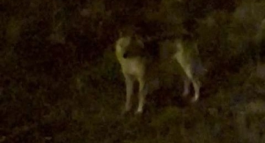 Aç kalınca mahalleye indi!