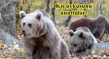 Ayı-insan çatışması bizi bekliyor!