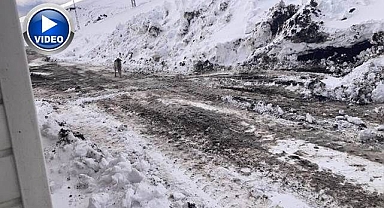 Başıboş köpekler tehlike saçıyor!