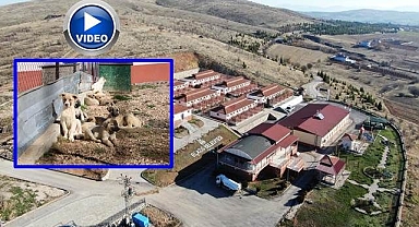 Bir yılda 11 bin hayvana tedavi imkanı!