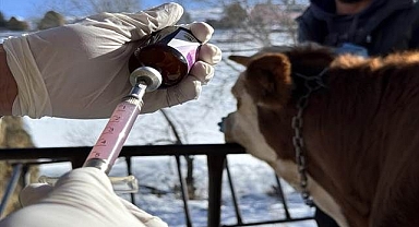 Buzağı ölümlerini önleyecek proje!