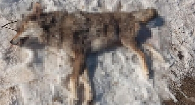 İlçeye inen kurdu çoban köpekleri boğdu