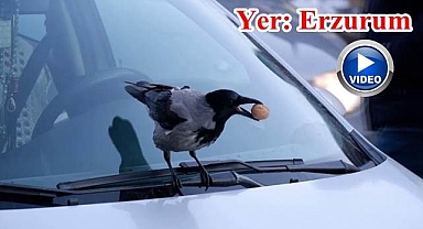 Kargalar esnafı canından bezdirdi!