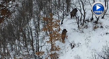 Karlı arazide yiyecek avı!