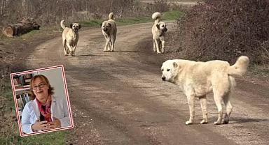 Kısırlaştırma çözüm değil!