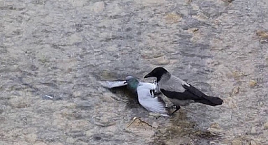 Nehre düşen güvercin için çırpındı!