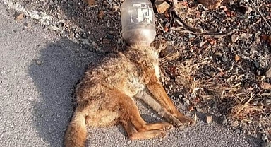Ormana atılan çöp canından etti!