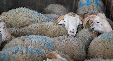 Otomobilin çarptığı 17 koyun telef oldu