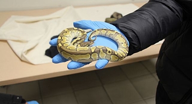 Pitonlarla yolculuk! 