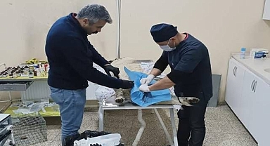 Sahipsiz can dostlar kısırlaştırılıyor